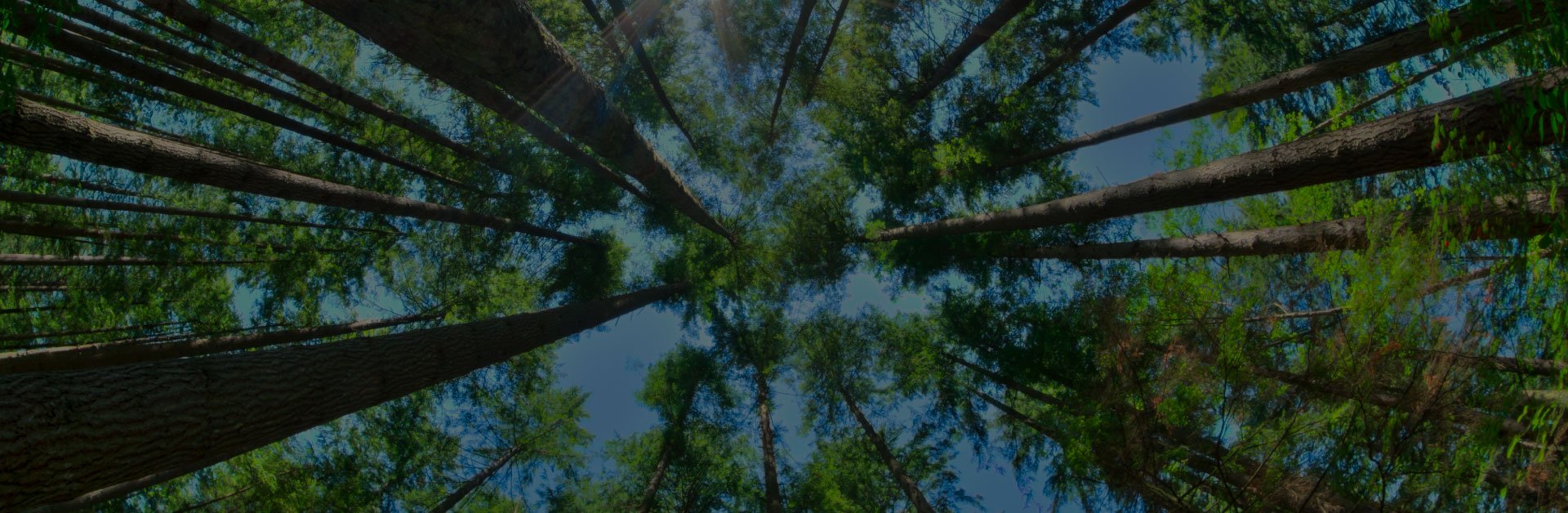 Ambiental: prática reconhecida pelos principais rankings jurídicos